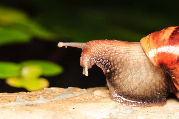 Nahaufnahme einer Schnecke — Stockfoto