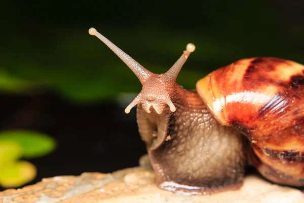 Nahaufnahme einer Schnecke — Stockfoto