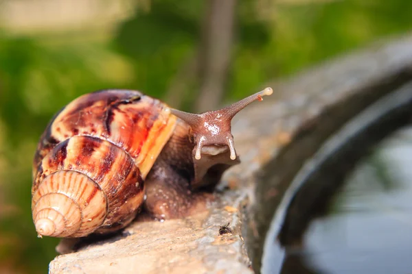 Nahaufnahme einer Schnecke — Stockfoto