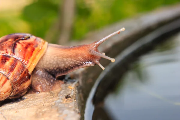 달팽이의 근접 사진 — 스톡 사진
