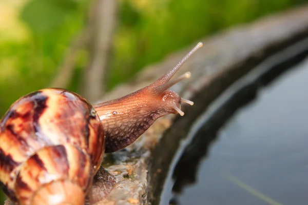 Nahaufnahme einer Schnecke — Stockfoto