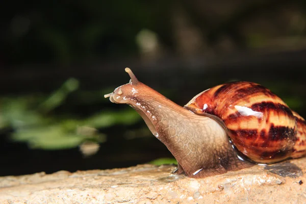 Perto de um caracol — Fotografia de Stock