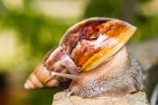 Nahaufnahme einer Schnecke — Stockfoto