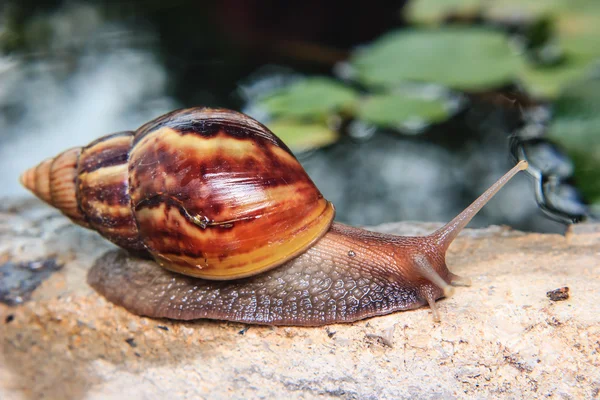 Nahaufnahme einer Schnecke — Stockfoto