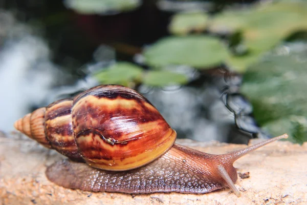 Nahaufnahme einer Schnecke — Stockfoto