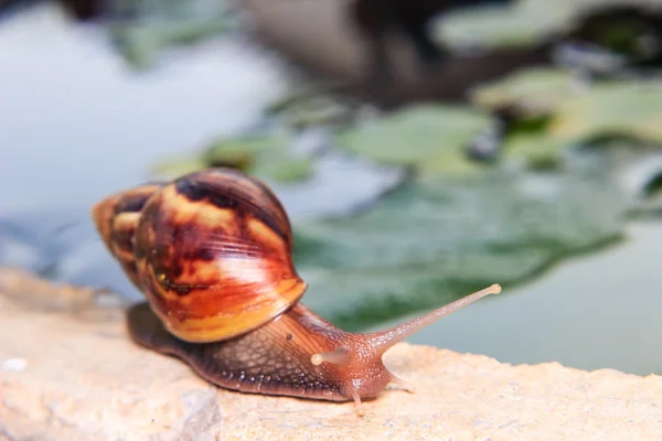 Perto de um caracol — Fotografia de Stock