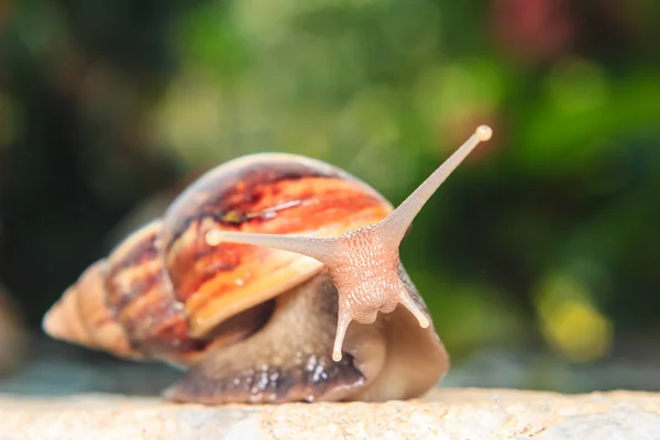 Nahaufnahme einer Schnecke — Stockfoto