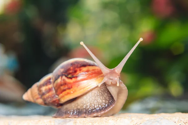 Nahaufnahme einer Schnecke — Stockfoto