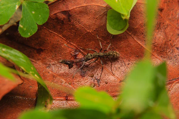 携带木材的黑蚂蚁 — 图库照片