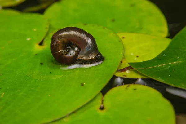 Close up of small snail on lotus leaf — Stock Photo, Image