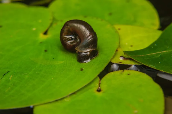 Close up of small snail on lotus leaf — Stock Photo, Image