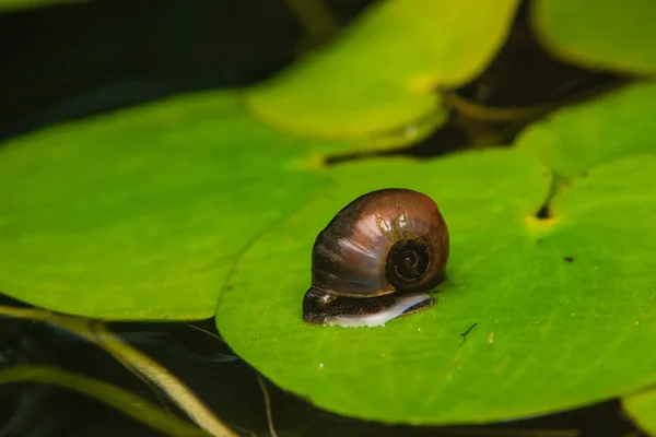 Küçük salyangoz lotus yaprağı üzerinde yakın çekim — Stok fotoğraf