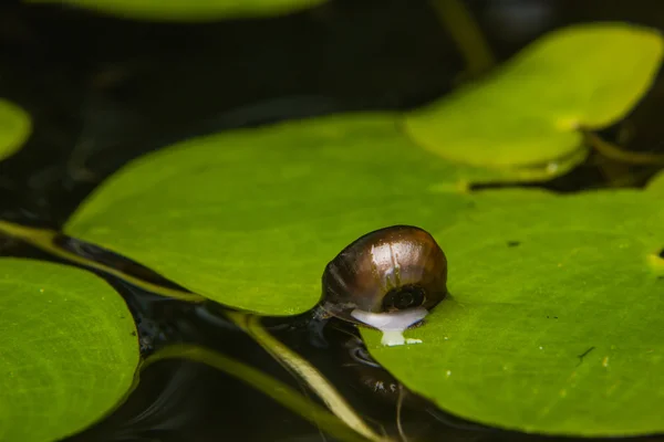 Tutup siput kecil di daun teratai — Stok Foto