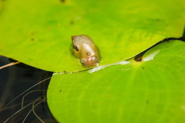 蓮の葉に小さなカタツムリのクローズ アップ — ストック写真