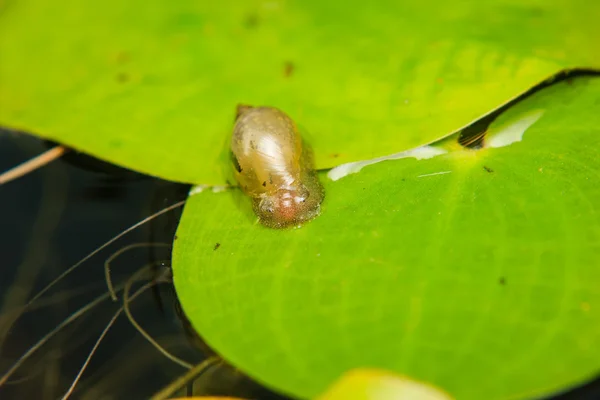 Primer plano de caracol pequeño en hoja de loto —  Fotos de Stock