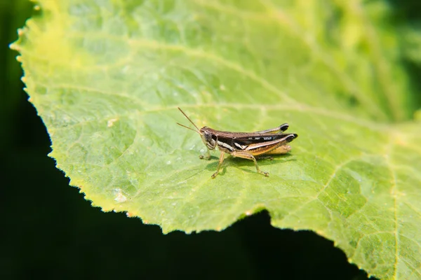 Sprinkhaan zat op het blad in de tuin — Stockfoto