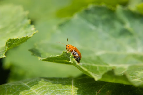 Serangga di daun hijau — Stok Foto