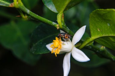Çiçek üzerinde tünemiş çiçek sinekler