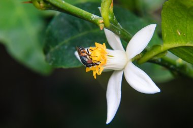 Çiçek üzerinde tünemiş çiçek sinekler