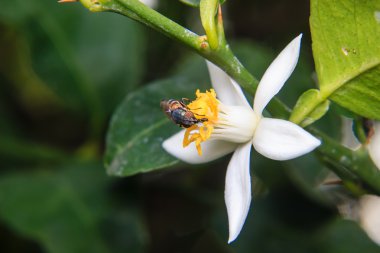 Çiçek üzerinde tünemiş çiçek sinekler