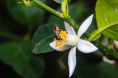 Çiçek üzerinde tünemiş çiçek sinekler