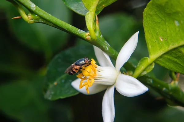 Квіткові мухи на квітку — стокове фото