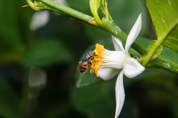 Цветочные мухи сели на цветок — стоковое фото