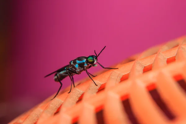 Close-up van insect — Stockfoto