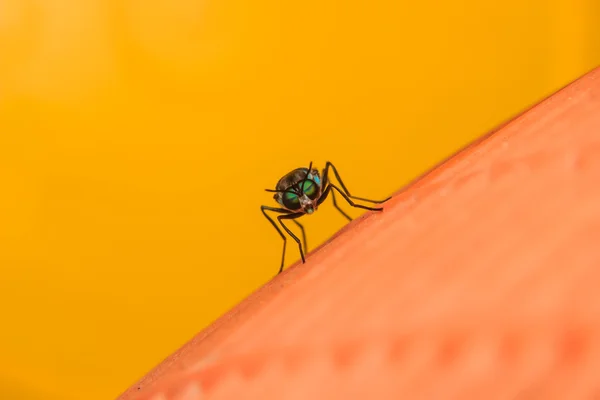 Közelről rovar — Stock Fotó