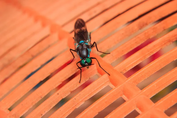 Close-up van insect — Stockfoto