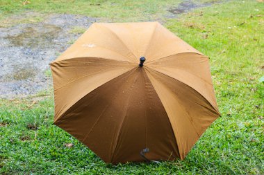 çimenlerin üzerinde açılan şemsiye