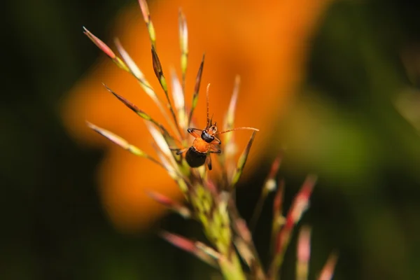 Perto inseto — Fotografia de Stock