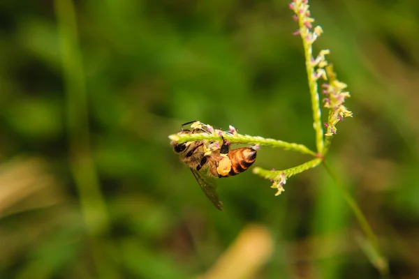 Abeja recogiendo polen de una flor de hierba —  Fotos de Stock