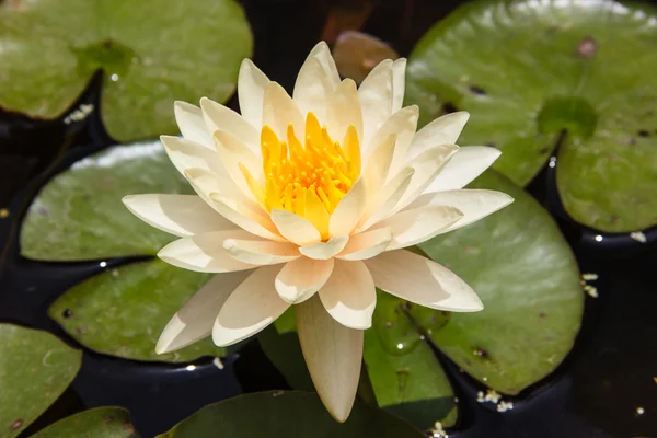 Fondo de flores de lirio o loto — Foto de Stock