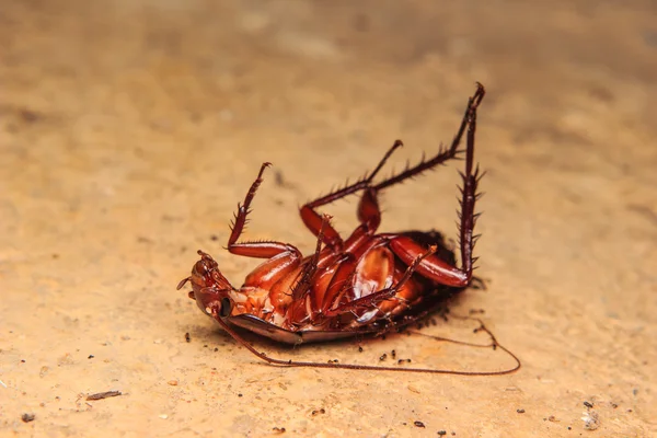 死了的蟑螂在地板上 — 图库照片#