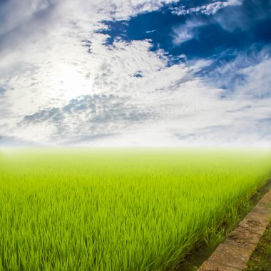 Yeşil pirinç alan gökyüzü ve bulut