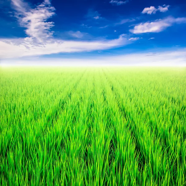 Campo de arroz verde con cielo y nube — Foto de Stock