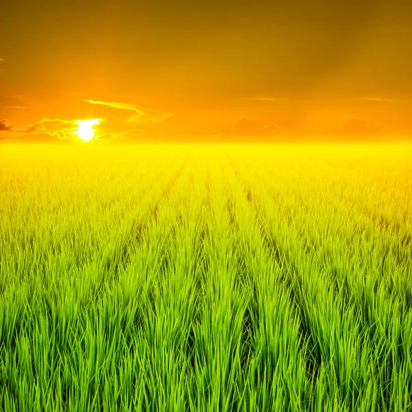 Campo de arroz y cielo puesta del sol — Foto de Stock