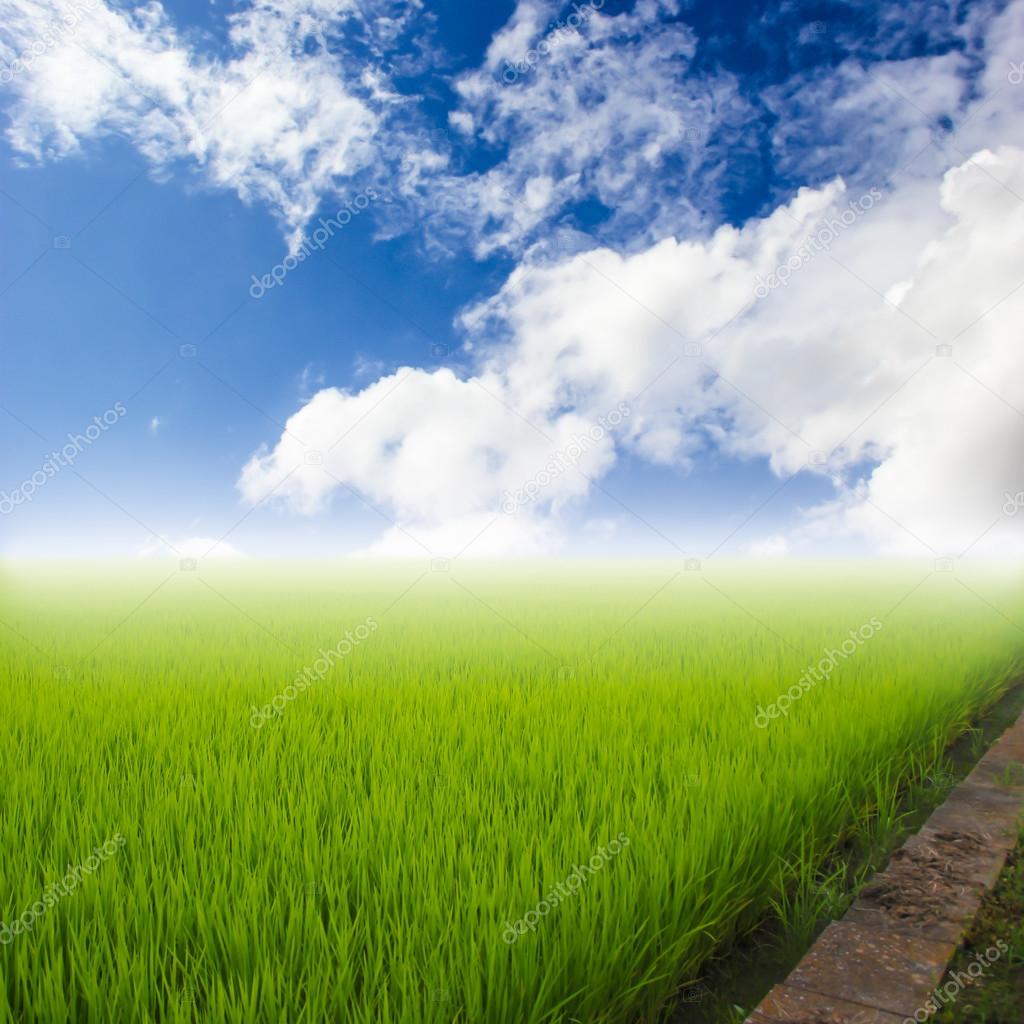 green rice field with sky and cloud