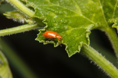 Yeşil yapraklı böcek.