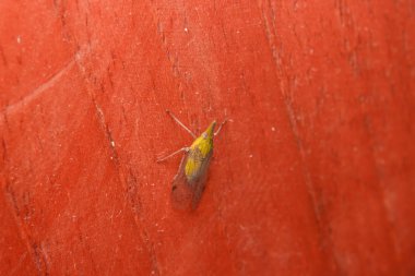 Ahşap üzerine böcek