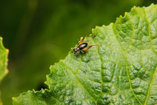 Cricket insect op groen blad — Stockfoto