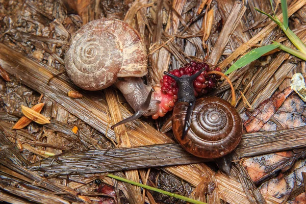 Snail eating mulberry — Stock Photo, Image