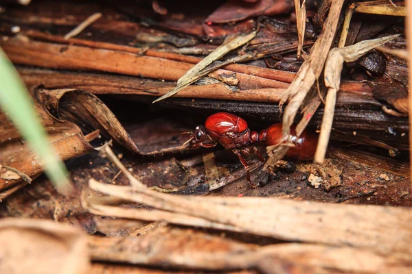 The subterranean ants — Stock Photo, Image