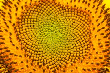 Çiçek açan ayçiçeği closeup