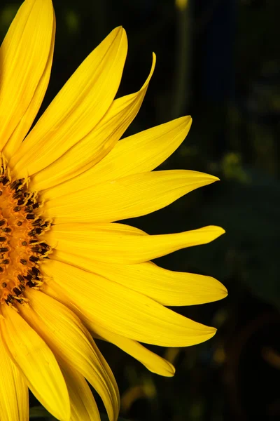 Teil der blühenden Sonnenblume — Stockfoto