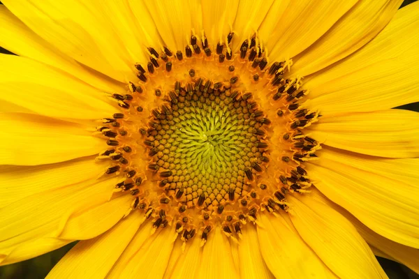 Closeup of blooming sunflower — Stock Photo, Image