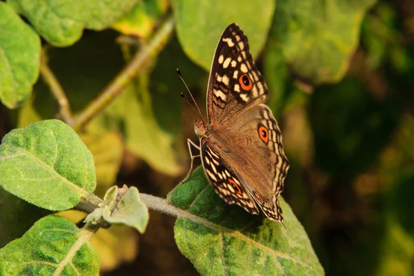 Vlinder op groen blad — Stockfoto