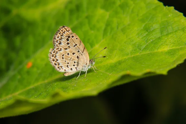 Schmetterling auf grünem Blatt — Stockfoto