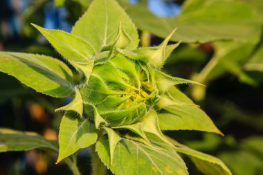 Genç ayçiçeği güneşli bir günde tarlada